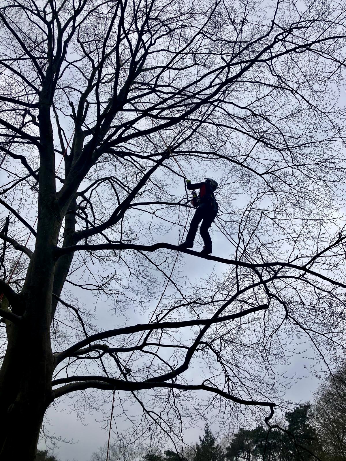 Boomspecialist aan het werk hoog op een boomtak