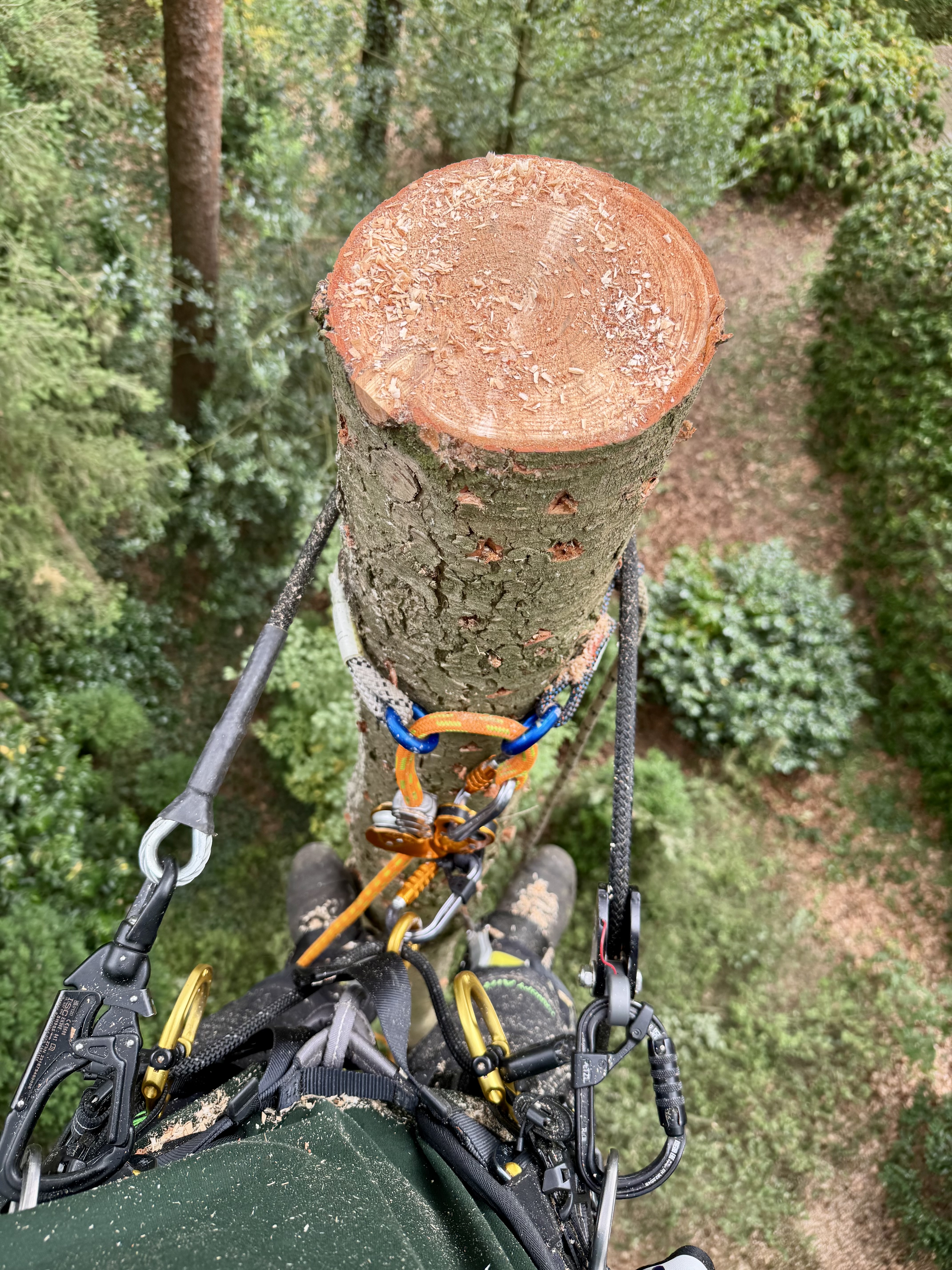 Boomspecialist aan het werk